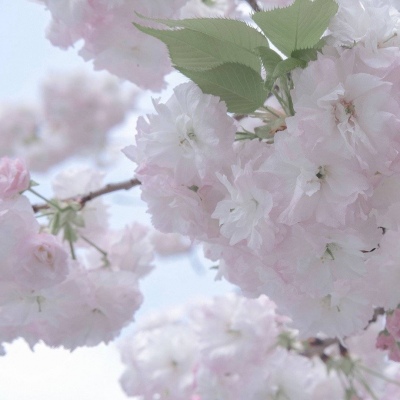 衡山福瑞交流群